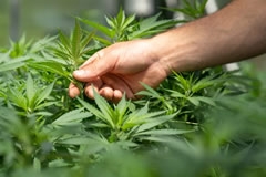 Wie man Cannabis anbaut und erntet