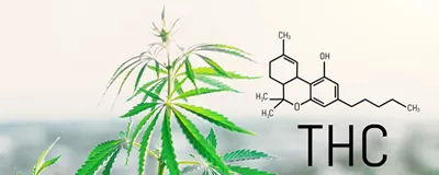 Cannabis Samen mit THC
